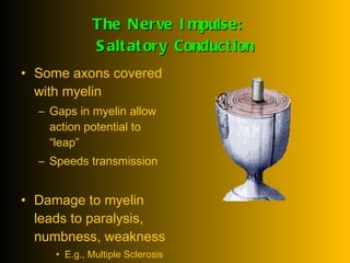 The Nerve Impulse:  Saltatory Conduction Some axons covered with myelin Gaps in myelin allow action potential to “leap” Speeds transmission Damage to myelin leads to paralysis, numbness, weakness E.g., Multiple Sclerosis 