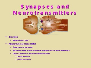 Synapses and Neurotransmitters Synapse Microscopic “gap” Neurotransmitters (NTs) Chemicals in the brain Released when action potential reaches tips of axon terminals Cross synapse to attach to receptor sites Causes inhibition Causes excitation 