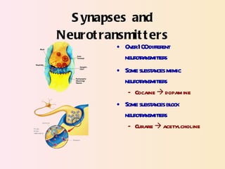 Synapses and Neurotransmitters Over 100 different neurotransmitters Some substances mimic neurotransmitters Cocaine    dopamine Some substances block neurotransmitters Curare    acetylcholine 