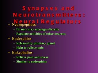 Synapses and Neurotransmitters: Neural Regulators   Neuropeptides Do not carry messages directly Regulate activities of other neurons Endorphins Released by pituitary gland Help to relieve pain  Enkephalins   Relieve pain and stress Similar to endorphins 