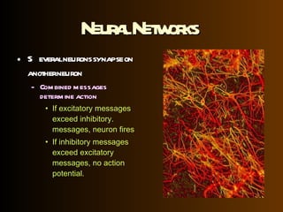 Neural Networks   Several neurons synapse on another neuron Combined messages determine action If excitatory messages exceed inhibitory. messages, neuron fires If inhibitory messages exceed excitatory messages, no action potential. 