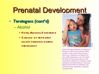 Prenatal Development <ul><li>Teratogens (cont’d) </li></ul><ul><ul><li>Alcohol </li></ul></ul><ul><ul><ul><li>Fetal Alcoho...