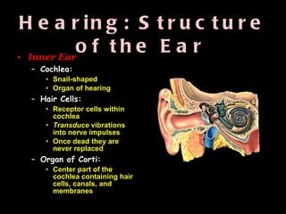 Hearing: Structure of the Ear   Inner Ear Cochlea:  Snail-shaped Organ of hearing Hair Cells:   Receptor cells within cochlea  Transduce  vibrations into nerve impulses Once dead they are never replaced Organ of Corti:   Center part of the cochlea containing hair cells, canals, and membranes 