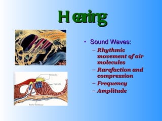 Hearing Sound Waves:   Rhythmic movement of air molecules Rarefaction and compression Frequency Amplitude 