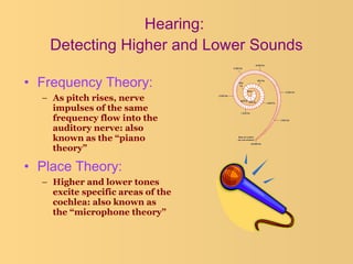 Hearing:  Detecting Higher and Lower Sounds Frequency Theory:   As pitch rises, nerve impulses of the same frequency flow into the auditory nerve: also known as the “piano theory” Place Theory:   Higher and lower tones excite specific areas of the cochlea: also known as the “microphone theory” 