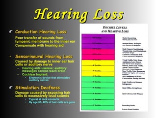 Hearing Loss Conduction Hearing Loss Poor transfer of sounds from tympanic membrane to the inner ear Compensate with hearing aid Sensorineural Hearing Loss Caused by damage to inner ear hair cells or auditory nerve Hearing aids useless; auditory messages cannot reach brain Cochlear Implant:   Electronic device that stimulates auditory nerves Stimulation Deafness Damage caused by exposing hair cells to excessively loud sounds Typical at rock concerts By age 65, 40% of hair cells are gone 