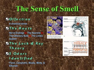 The Sense of Smell Olfaction A chemical sense The Route Nerve Endings  to   The Neurons   to  The Olfactory Bulb   to  The Limbic System The Lock & Key Theory 5 Odors Identified Floral, Camphoric, Musky, Minty, & Etherish   