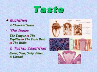 Taste Gustation A Chemical Sense The Route The Tongue  to  The Papillae  to  The Taste Buds  to  The Brain 5 Tastes Identified Sweet, Sour, Salty, Bitter, & Umami 