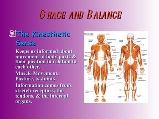 Grace and Balance The Kinesthetic Sense Keeps us informed about movement of body parts & their position in relation to each other. Muscle Movement, Posture, & Joints Information comes from stretch receptors, the tendons, & the internal organs. 