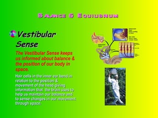 Balance & Equilibrium Vestibular Sense The Vestibular Sense keeps us informed about balance & the position of our body in space. Hair cells in the inner ear bend in relation to the position & movement of the head giving information that  the brain uses to help us maintain our balance and to sense changes in our movement through space. 