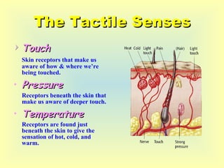 The Tactile Senses Touch Skin receptors that make us aware of how & where we’re being touched. Pressure Receptors beneath the skin that make us aware of deeper touch. Temperature Receptors are found just beneath the skin to give the sensation of hot, cold, and warm. 