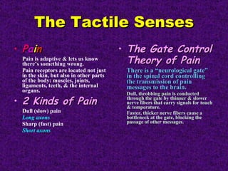 The Tactile Senses P a i n Pain is adaptive & lets us know there’s something wrong. Pain receptors are located not just in the skin, but also in other parts of the body: muscles, joints, ligaments, teeth, & the internal organs. 2 Kinds of Pain Dull (slow) pain Long axons Sharp (fast) pain Short axons The Gate Control Theory of Pain There is a “neurological gate” in the spinal cord controlling the transmission of pain messages to the brain. Dull, throbbing pain is conducted through the gate by thinner & slower nerve fibers that carry signals for touch & temperature. Faster, thicker nerve fibers cause a bottleneck at the gate, blocking the passage of other messages. 