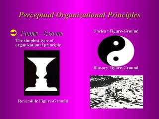 Perceptual Organizational Principles Figure – Ground The simplest type of organizational principle Reversible Figure-Ground Unclear Figure-Ground Illusory Figure-Ground 