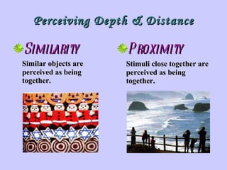 Perceiving Depth & Distance Similarity Similar objects are perceived as being together. Proximity Stimuli close together are perceived as being  together. 