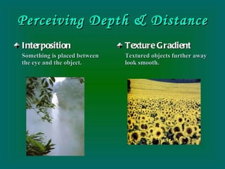 Perceiving Depth & Distance Interposition Something is placed between the eye and the object. Texture Gradient Textured objects further away look smooth. 