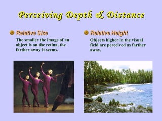 Perceiving Depth & Distance Relative Size The smaller the image of an object is on the retina, the farther away it seems. Relative Height Objects higher in the visual field are perceived as farther away. 