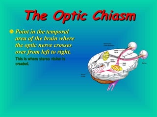The Optic Chiasm Point in the temporal area of the brain where the optic nerve crosses over from left to right. This is where stereo vision is created. 