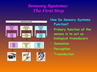 Sensory Systems:  The First Step How Do Sensory Systems Function?   Primary function of the senses is to act as biological transducers  Sensation  Perception Transduction 