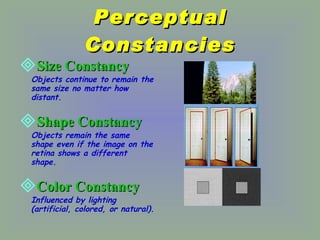 Perceptual Constancies Size Constancy Objects continue to remain the same size no matter how distant. Shape Constancy Objects remain the same shape even if the image on the retina shows a different shape. Color Constancy Influenced by lighting (artificial, colored, or natural). 