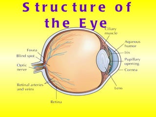 Structure of the Eye 