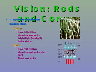 Vision: Rods and Cones   Two types of photoreceptors located in retina Cones:   Have 6.5 million Visual receptors for bright light (daylight)  Color vision Rods:   Have 100 million Visual receptors for dim light Black and white 