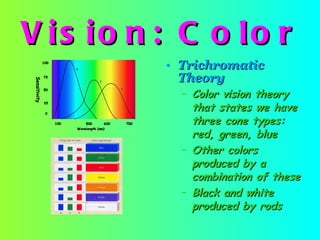 Vision: Color Trichromatic Theory   Color vision theory that states we have three cone types: red, green, blue Other colors produced by a combination of these Black and white produced by rods 