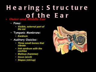 Hearing: Structure of the Ear Outer and Middle Ear Pinna:   Visible, external part of the ear Tympanic Membrane:  Eardrum Auditory Ossicles:   Three small bones that vibrate link eardrum with the cochlea Malleus (hammer) Incus (anvil) Stapes (stirrup) 
