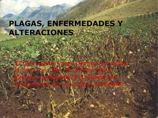 PLAGAS, ENFERMEDADES Y ALTERACIONES  El tizón agota puede destruir un cultivo en solo tres días. En primer plano, plantas susceptibles a su ataque en comparación con un cultivo resistente. 