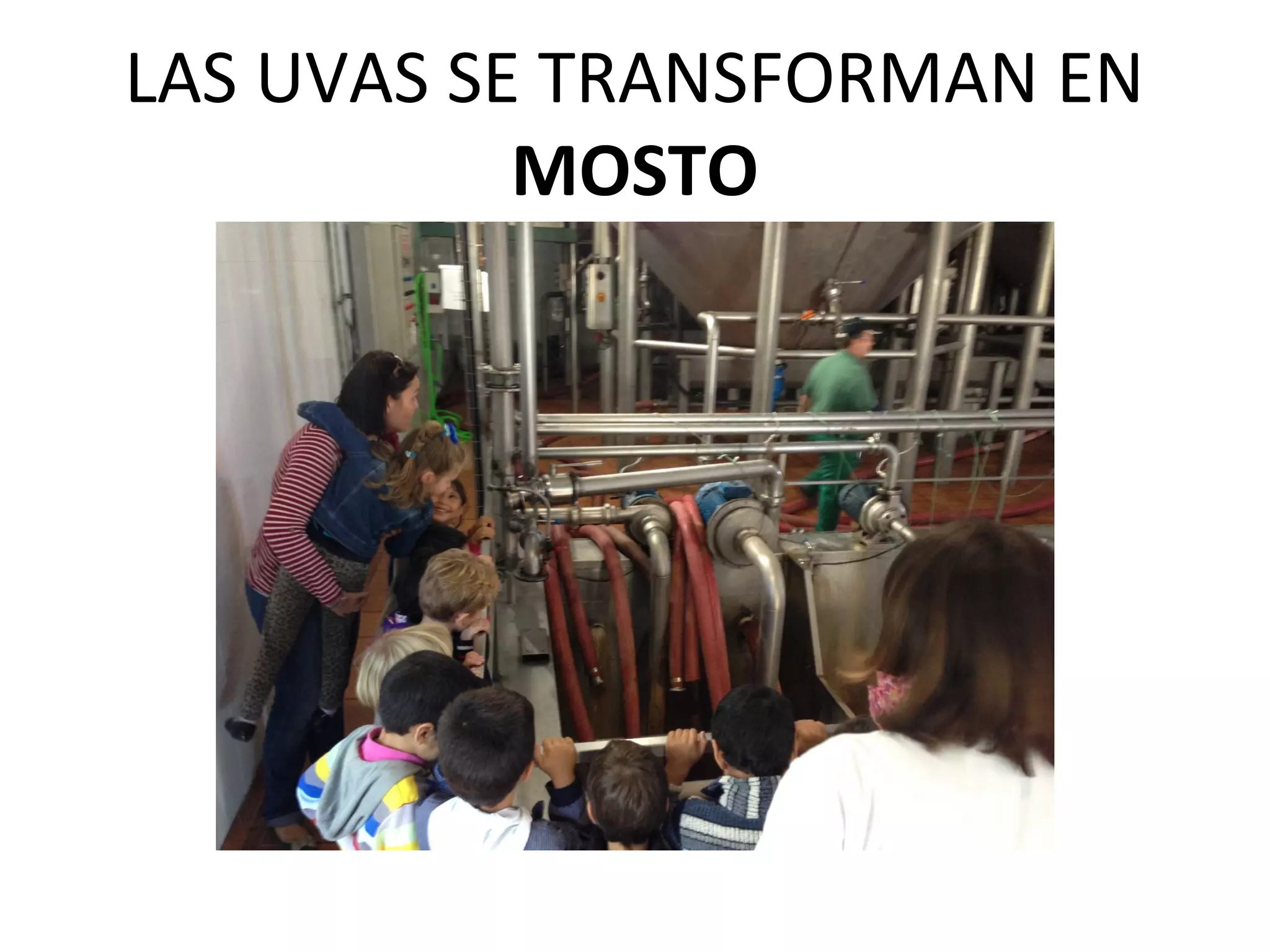 LAS UVAS SE TRANSFORMAN EN
MOSTO