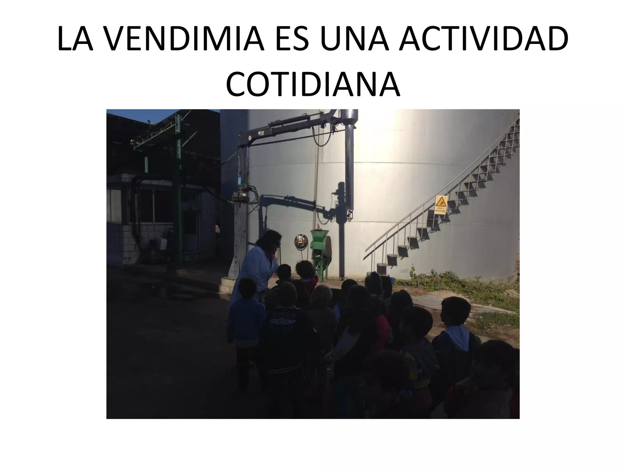 LA VENDIMIA ES UNA ACTIVIDAD
COTIDIANA