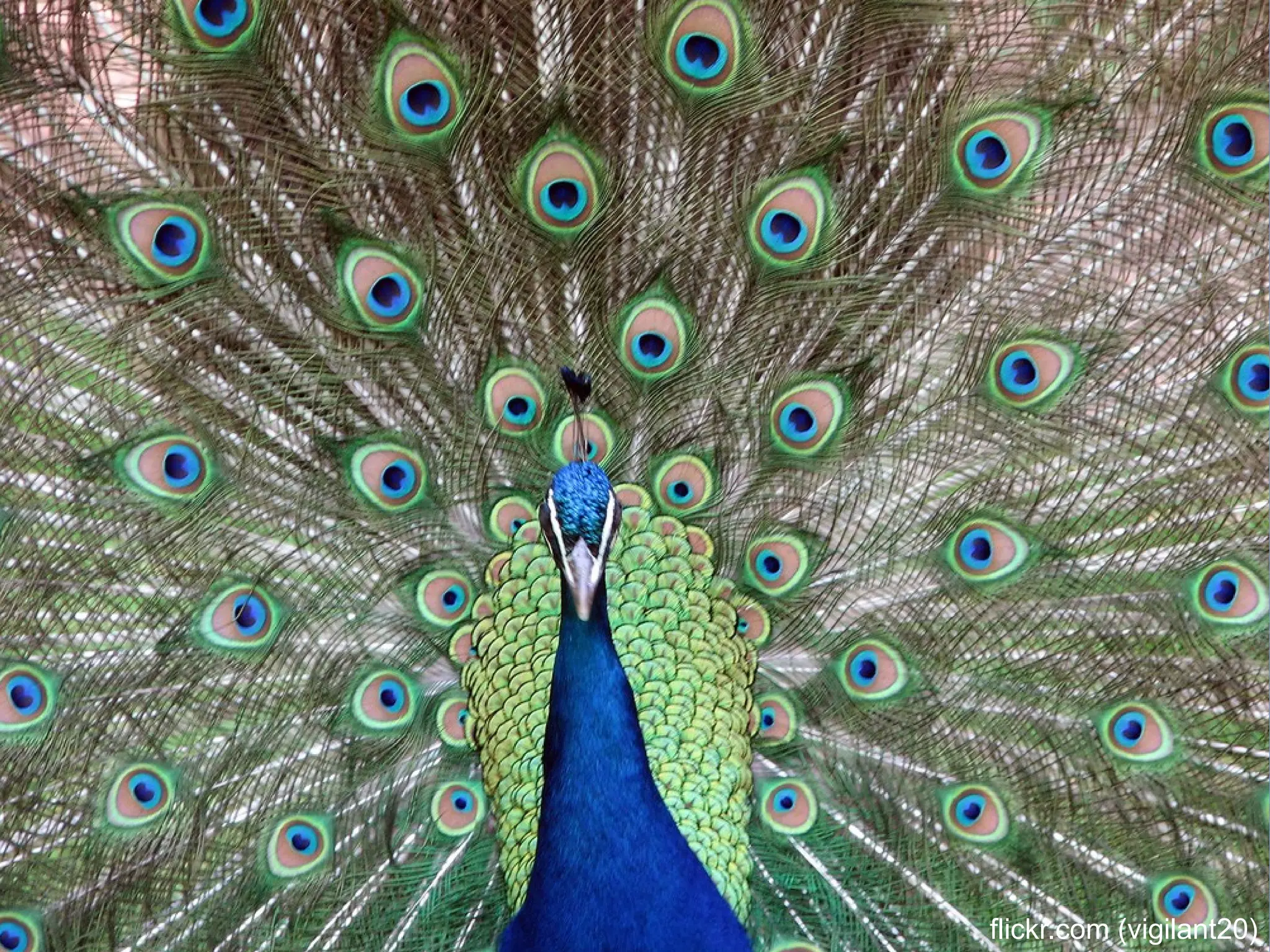 flickr.com (vigilant20)
 