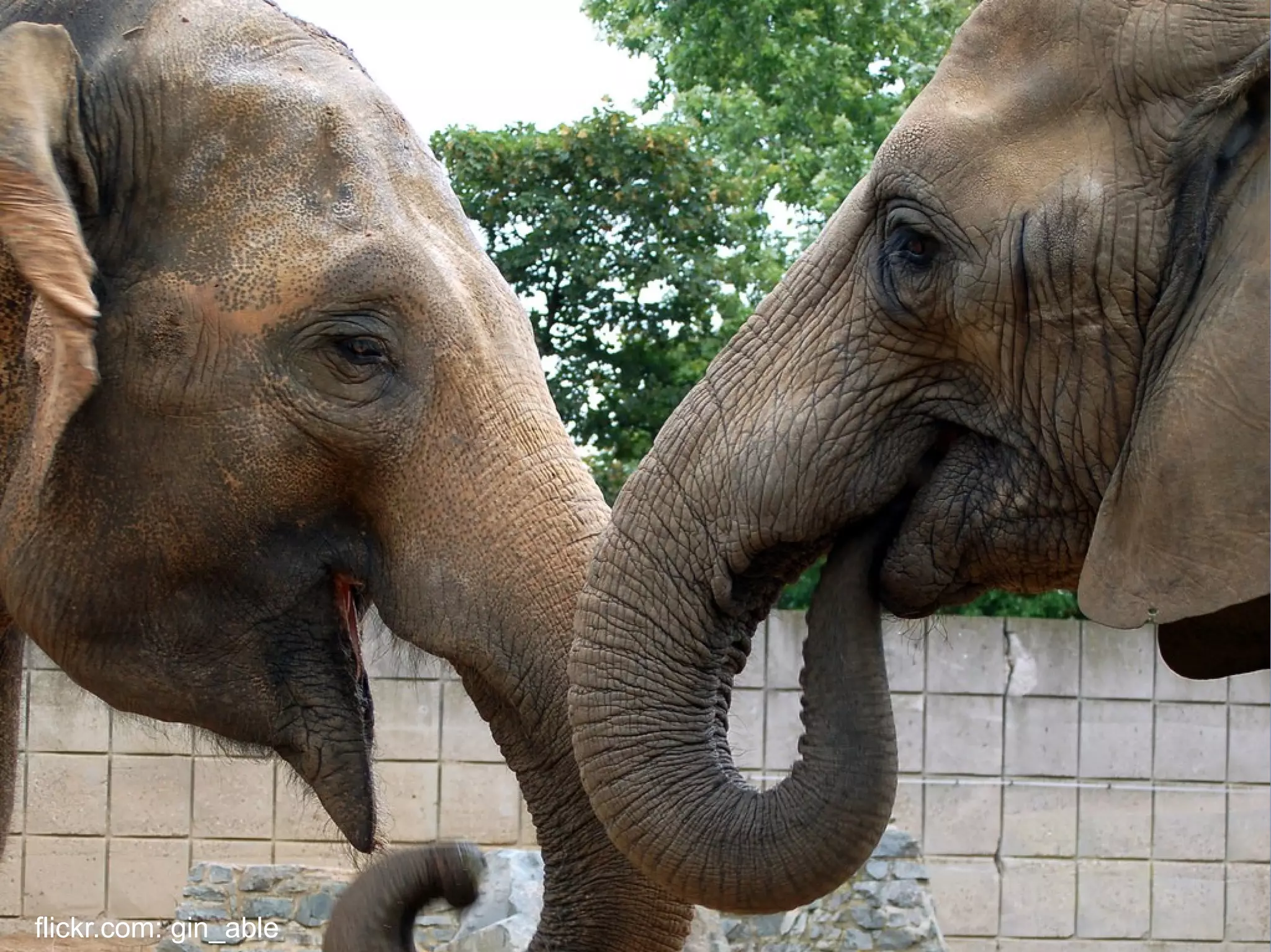 flickr.com: gin_able
 