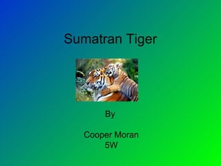 Sumatran Tiger  By  Cooper Moran 5W 