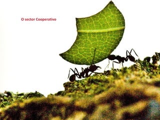 O sector Cooperativo

 