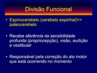 Divisão Funcional
• Espinocerebelo (cerebelo espinhal)=>
paleocerebelo
• Recebe aferência da sensibilidade
profunda (propriocepção), visão, audição
e vestibular
• Responsável pela correção do ato motor
que está ocorrendo no momento
 