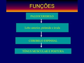 FUNÇÕES
PALEOCEREBELO
Lobo anterior, pirâmide e úvula
CEREBELO ESPINHAL
TÔNUS MUSCULAR E POSTURA
 