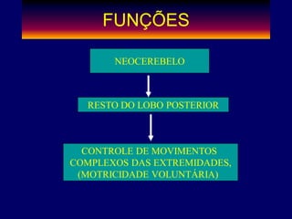 FUNÇÕES
NEOCEREBELO
RESTO DO LOBO POSTERIOR
CONTROLE DE MOVIMENTOS
COMPLEXOS DAS EXTREMIDADES,
(MOTRICIDADE VOLUNTÁRIA)
 