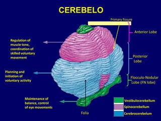 CEREBELO
Regulation of
muscle tone,
coordination of
skilled voluntary
movement
Planning and
initiation of
voluntary activity
Maintenance of
balance, control
of eye movements
Vestibulocerebellum
Spinocerebellum
Cerebrocerebelum
Anterior Lobe
Posterior
Lobe
Flocculo-Nodular
Lobe (FN lobe)
Folia
Primary fissure
 