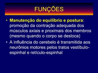 FUNÇÕES
• Manutenção do equilíbrio e postura:
promoção da contração adequada dos
músculos axiais e proximais dos membros
(mesmo quando o corpo se desloca)
• A influência do cerebelo é transmitida aos
neurônios motores pelos tratos vestíbulo-
espinhal e retículo-espinhal
 