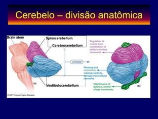 Cerebelo – divisão anatômica
 