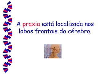 A  praxia  está localizada nos lobos frontais do cérebro. 