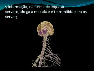 A informação, na forma de impulso
nervoso, chega a medula e é transmitida para os
nervos;
 