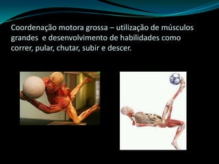 Coordenação motora grossa – utilização de músculos
grandes e desenvolvimento de habilidades como
correr, pular, chutar, subir e descer.
 