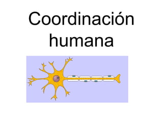 Coordinación
humana
 