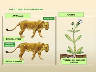 LOS SISTEMAS DE COORDINACIÓN

        ANIMALES                                  PLANTAS
                                   NEURONAS




 Sistema nervioso

Glándulas
endocrinas




                                              Producción de sustancias
Sistema endocrino
                                                     químicas
 