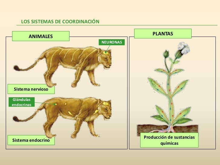 Coordinación animales