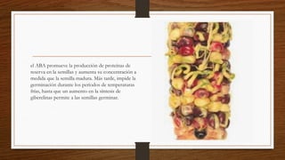 el ABA promueve la producción de proteínas de
reserva en la semillas y aumenta su concentración a
medida que la semilla madura. Más tarde, impide la
germinación durante los periodos de temperaturas
frías, hasta que un aumento en la síntesis de
giberelinas permite a las semillas germinar.
 