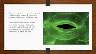 Durante los periodos de escacez de agua, el
ABA promueve el cierre de los estomas,
evitando así una mayor pérdida de agua.
El hecho de que los estomas se abran
o se cierren responde a un conjunto
de señales medioambientales, lo cual
podría explicar la complejidad del
mecanismo de acción del ABA.
 
