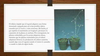 El etileno impide que el vegetal adquiera una forma
demasiado espigada para así evitar posibles daños
causados por el viento y otras tensiones. De hecho, el
gas reprime el crecimiento en longitud y promueve la
expansión de la planta en anchura. Por consiguiente, las
plantas estimulados por la auxina adquieren altura,
mientras que las plantas estimulados por el etileno
adquieren firmeza. La producción de etileno aumenta
cuando algo toca el vegetal, cuando el viento lo zarandea
o cuando se daña de algún modo.
 