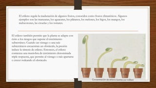 El etileno también permite que la planta se adapte con
éxito a los riesgos que supone el crecimiento
subterráneo. Cuando un vástago o una raíz
subterráneos encuentran un obstáculo, la presión
induce la síntesis de etileno. Entonces, el etileno
comienza una maniobra de crecimiento denominada
triple respuesta, que permite al vástago o raíz apartarse
o crecer rodeando el obstáculo.
El etileno regula la maduración de algunos frutos, conocidos como frutos climatéricos. Algunos
ejemplos son las manzanas, los aguacates, los plátanos, los melones, los higos, los mangos, los
melocotones, las ciruelas y los tomates.
 